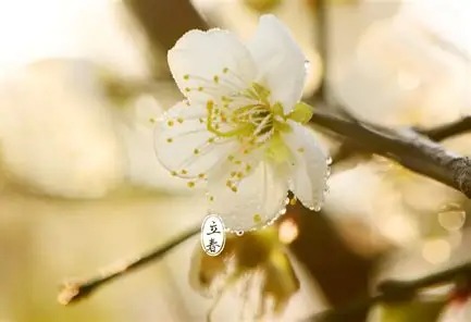立春节气