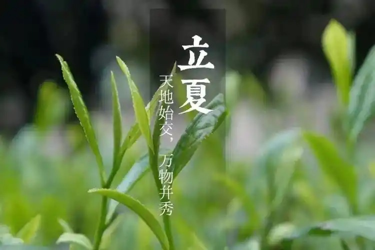 立夏