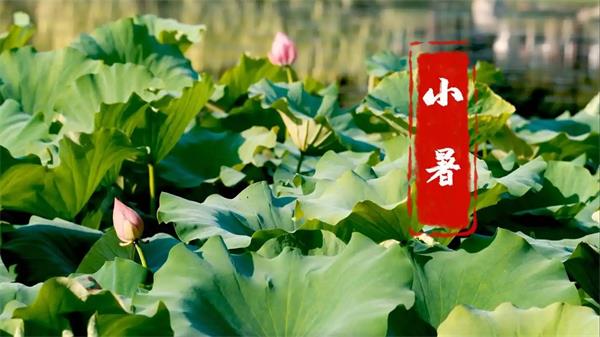 小暑节气