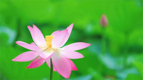 观莲节